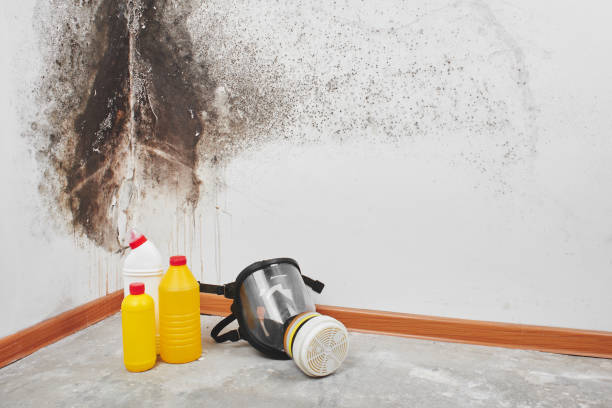 Best Office Mold Removal Services  in Gilbertsville, PA