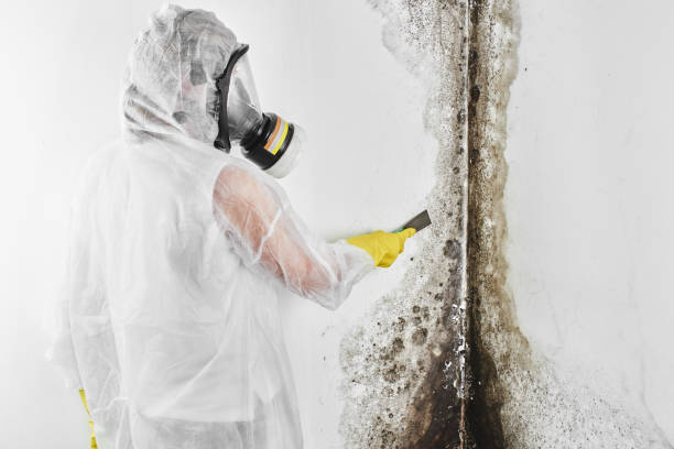Best Certified Mold Removal  in Gilbertsville, PA