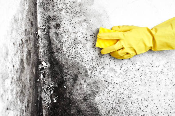 Best Mold Cleaning Services  in Gilbertsville, PA