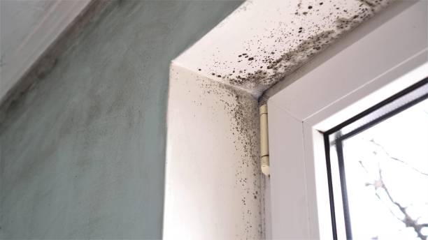Best Toxic Mold Removal  in Gilbertsville, PA