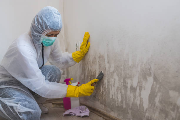 Certified Mold Removal in Gilbertsville, PA