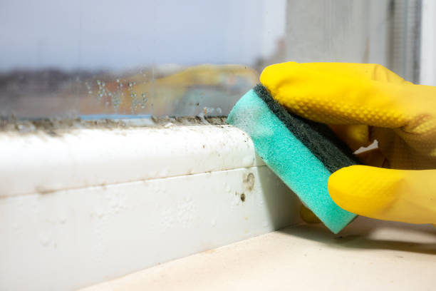 Best Mold Damage Repair  in Gilbertsville, PA