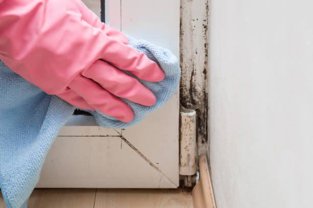 Best Mold Remediation  in Gilbertsville, PA