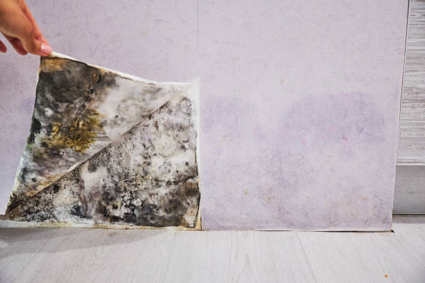 Best Mold Removal Company Near Me  in Gilbertsville, PA